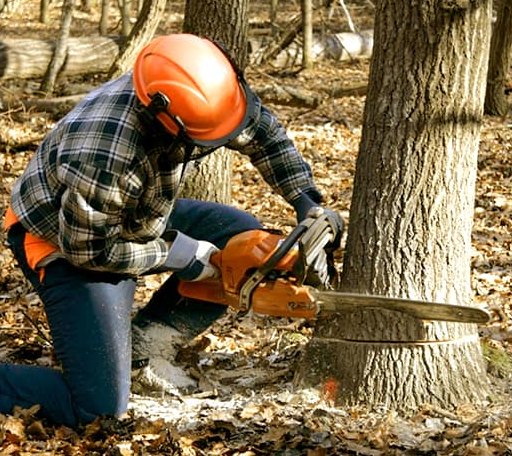 Tree Removal in Lanagan, MO